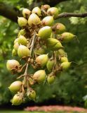 Paulownia tomentosa. Соплодия. Франция, регион О-де-Франс, департамент Нор, г. Лилль, ботанич. сад Jardin des Plantes. Август.