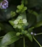 Thymus ovatus