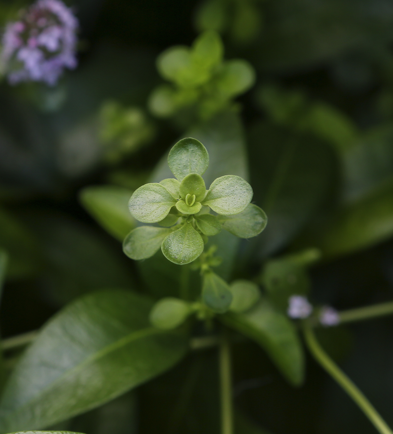 Изображение особи Thymus ovatus.