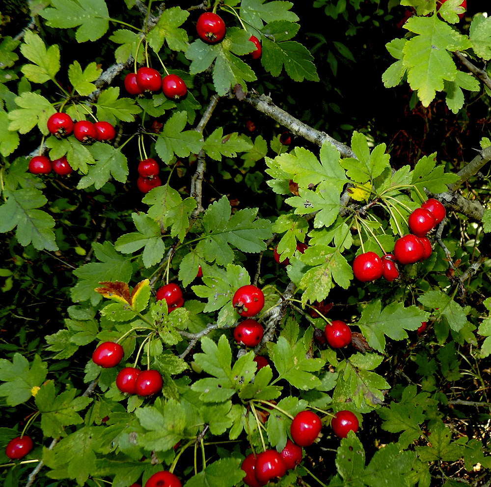 Image of Crataegus microphylla specimen.