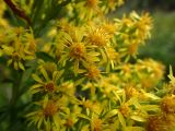 Solidago virgaurea. Соцветия-корзинки. Тверская обл., Кимрский р-н, окр. дер. Ларцево, заросшая лесная тропа на краю вырубки. 18.08.2017.