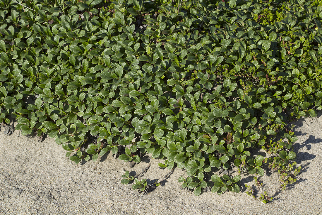 Image of Arctous japonica specimen.