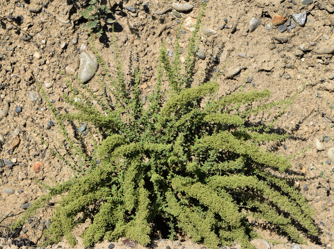 Image of Dysphania botrys specimen.