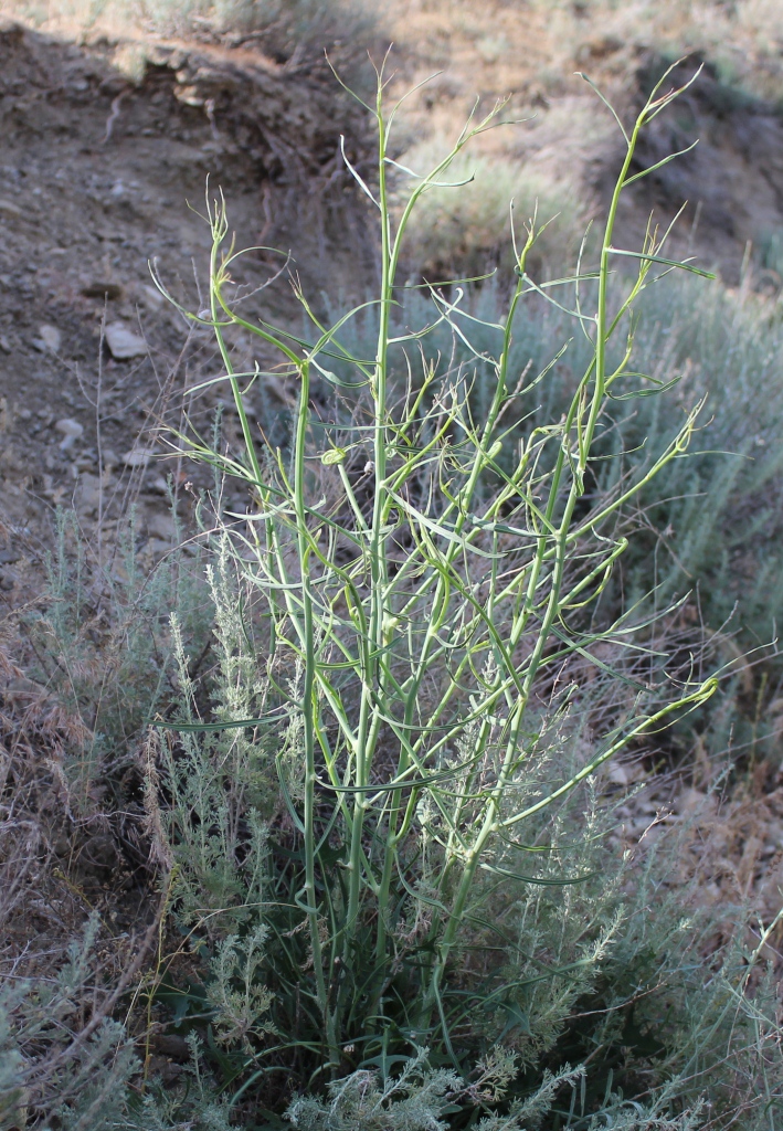 Image of genus Chondrilla specimen.