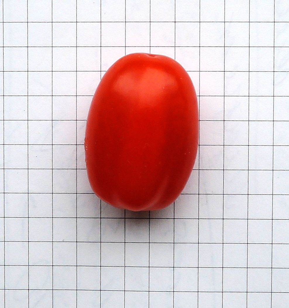 Image of Lycopersicon esculentum specimen.
