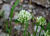 Trifolium canescens. Соцветия. Абхазия, Рицинский реликтовый национальный парк, долина р. Аджарра, ≈ 2100 м н.у.м., каменистый склон. 12.07.2017.