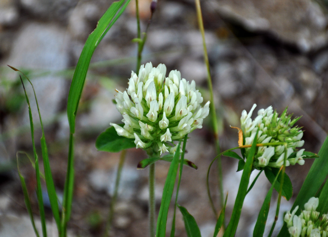 Image of Trifolium canescens specimen.