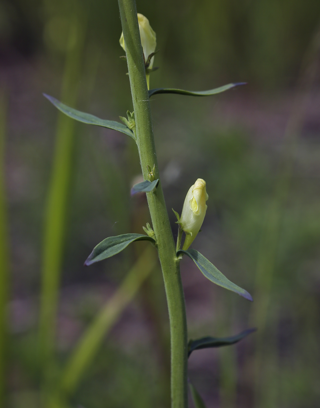 Image of Linaria vulgaris specimen.