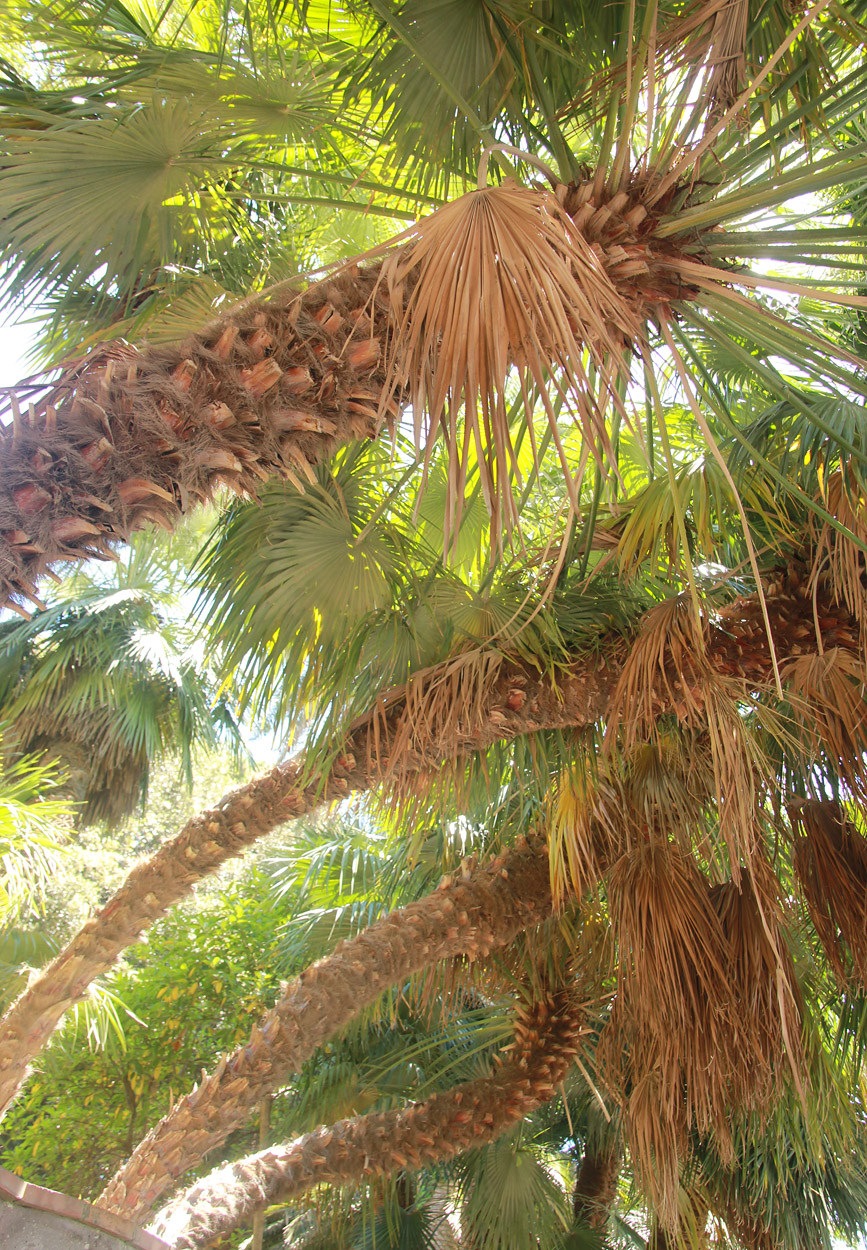 Image of Chamaerops humilis specimen.