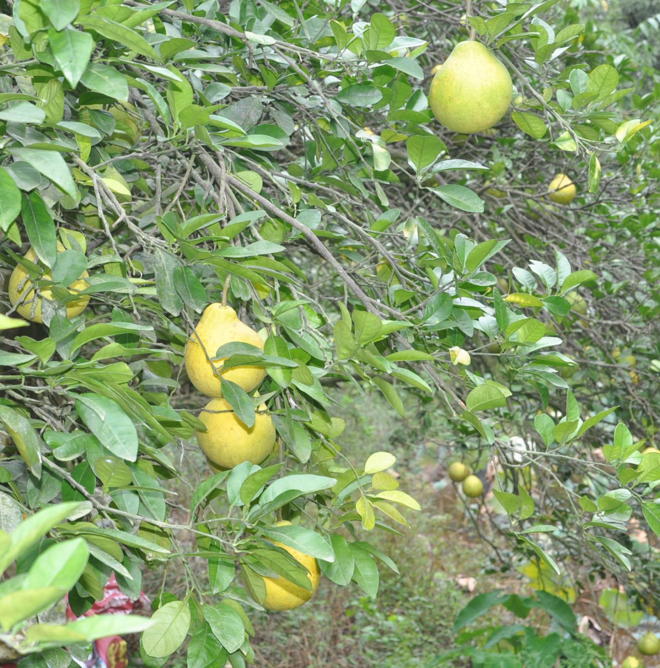 Image of Citrus maxima specimen.