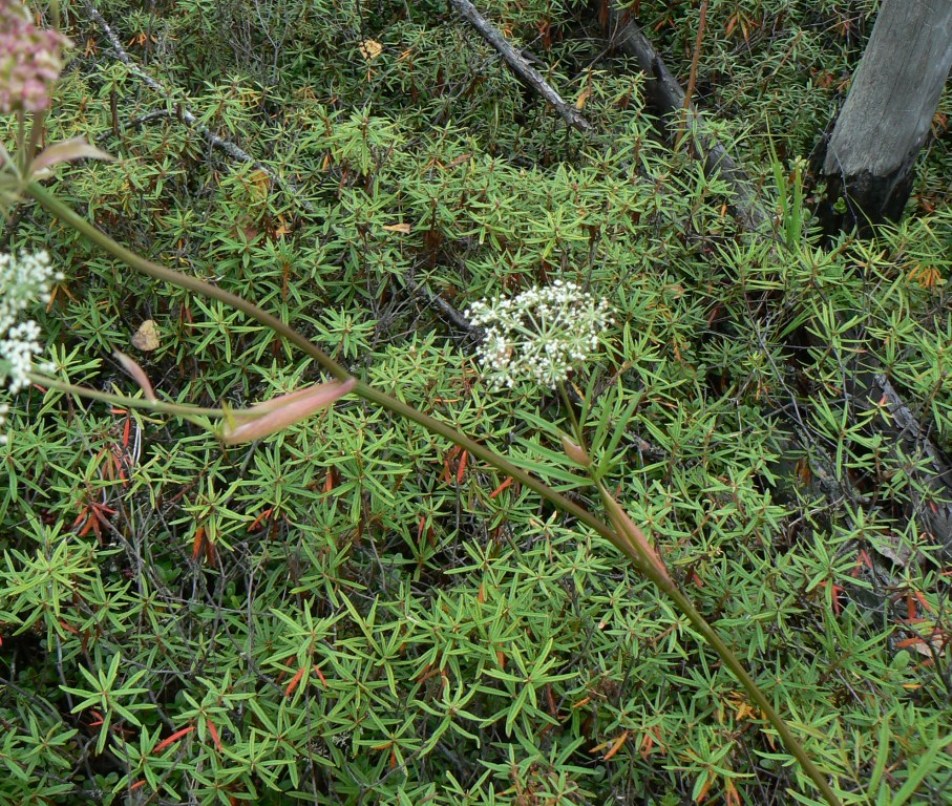 Изображение особи Ostericum tenuifolium.