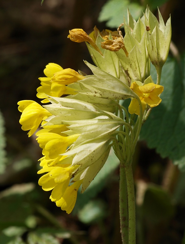 Image of Primula macrocalyx specimen.