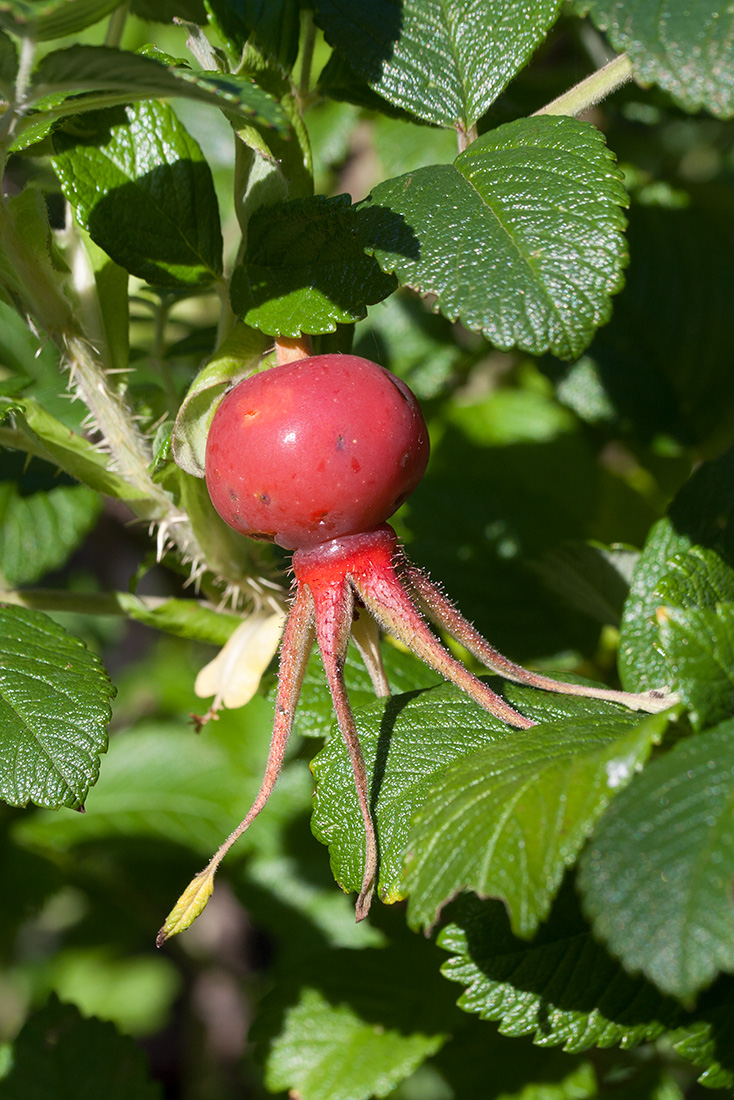 Image of Rosa rugosa specimen.