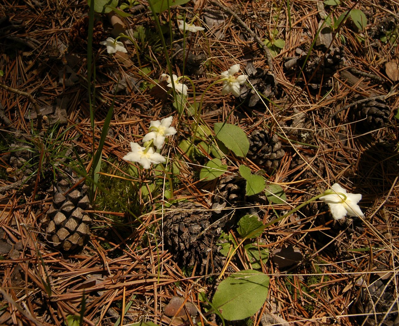 Image of Moneses uniflora specimen.