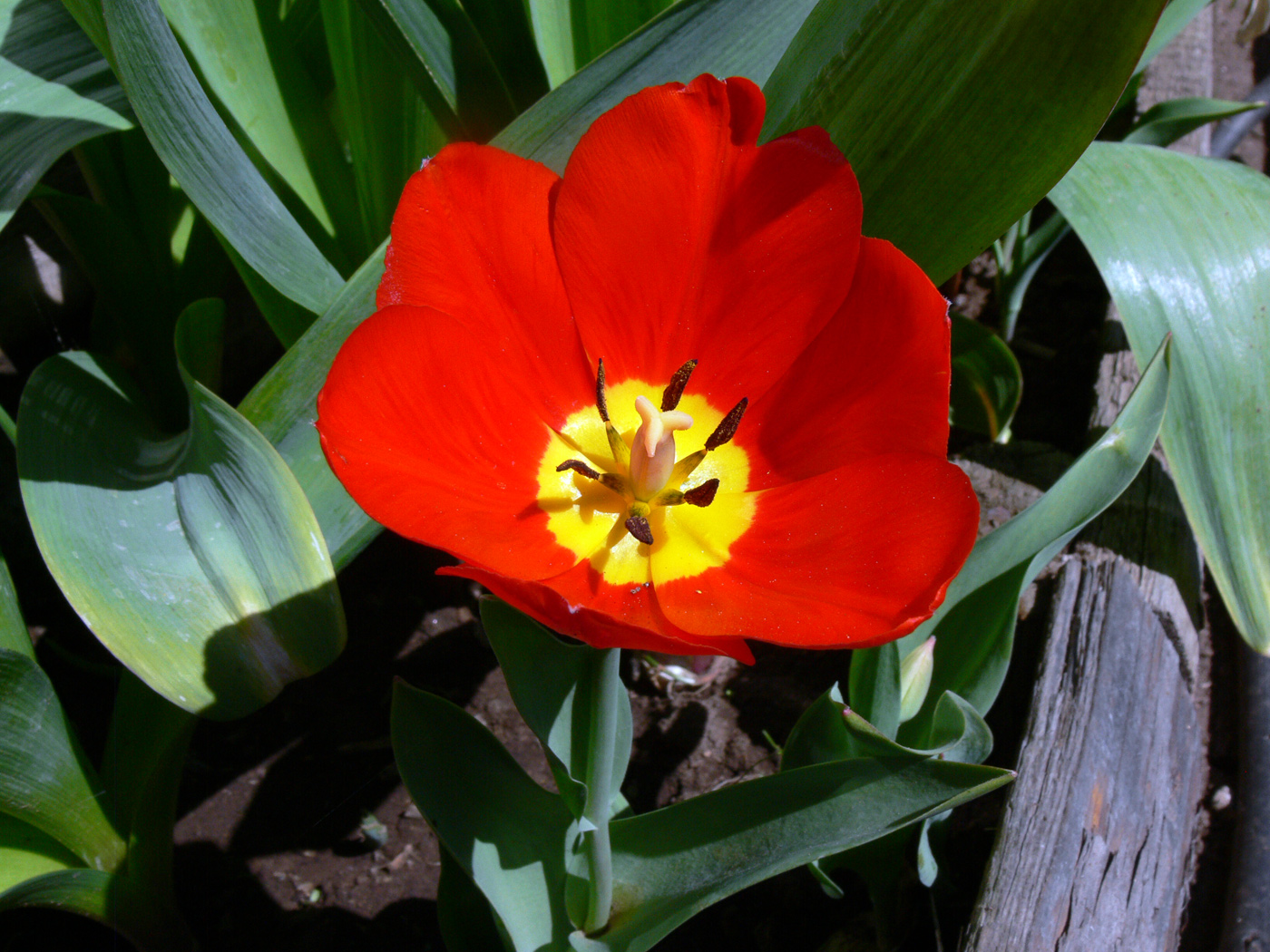 Изображение особи Tulipa fosteriana.