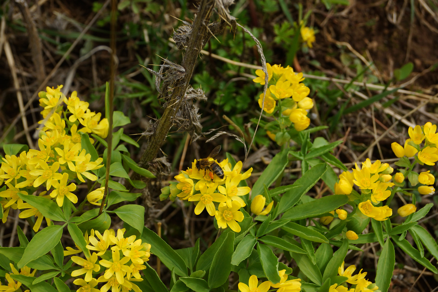 Image of Gymnospermium altaicum specimen.