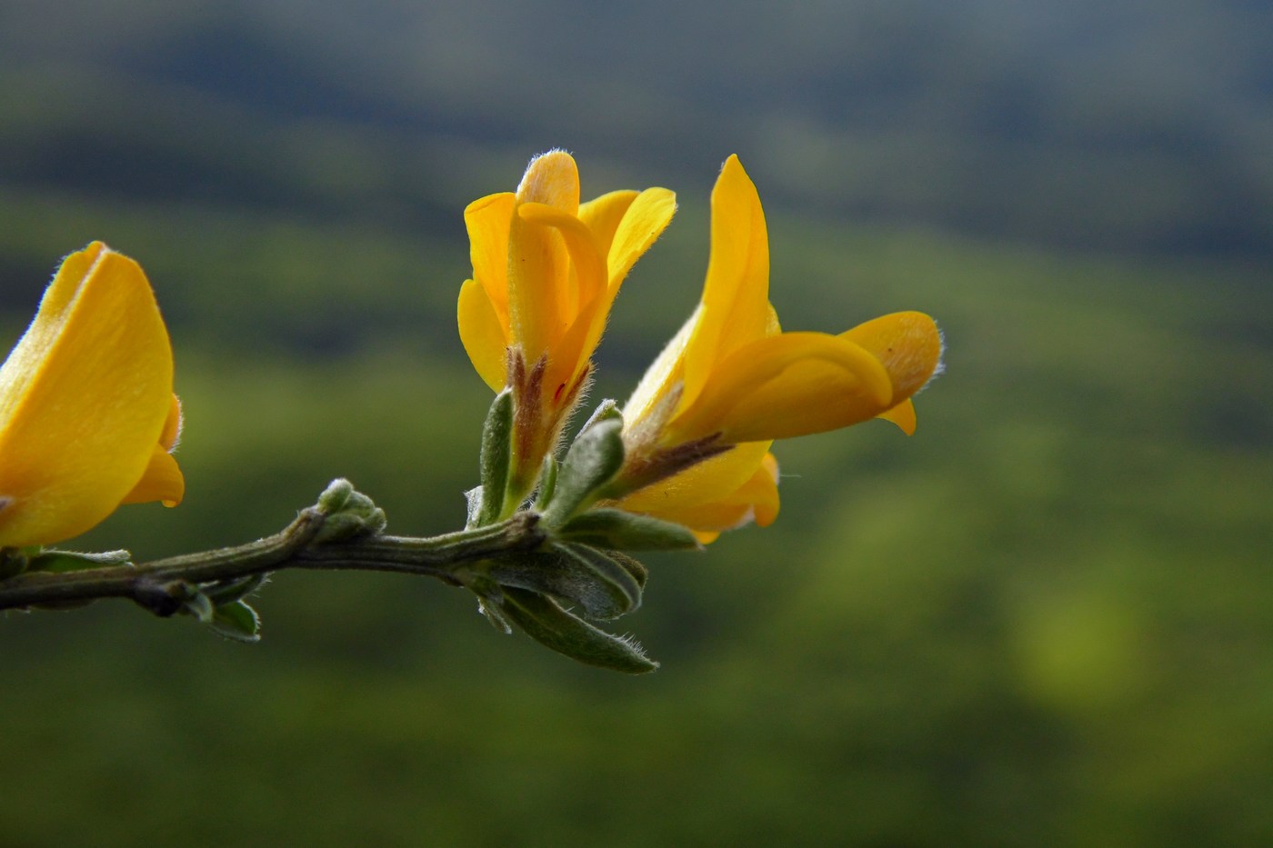 Image of Genista angustifolia specimen.