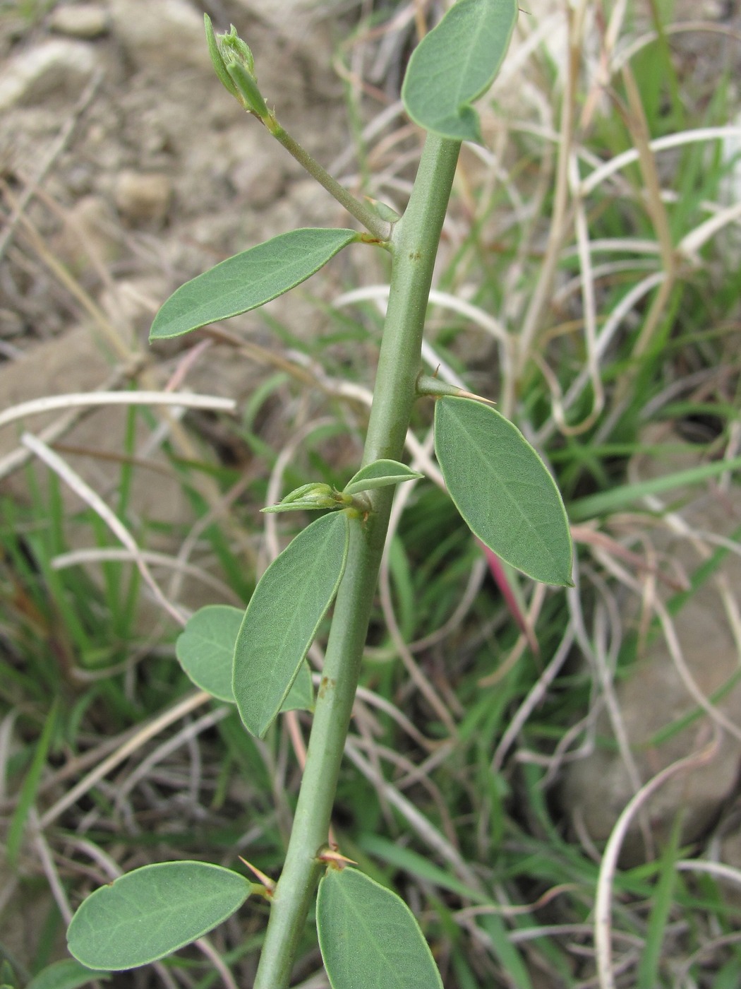 Image of Alhagi pseudalhagi specimen.