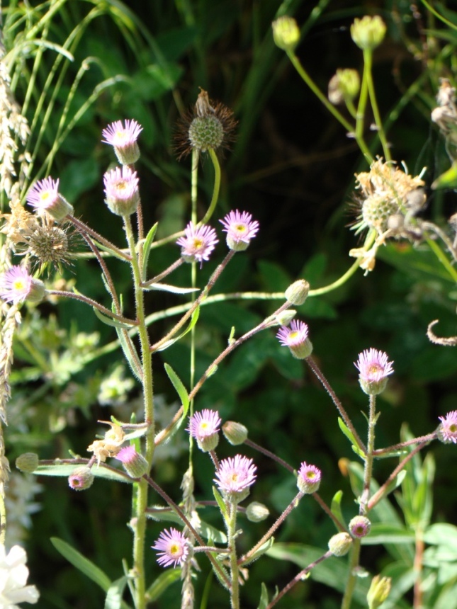 Изображение особи Erigeron acris.