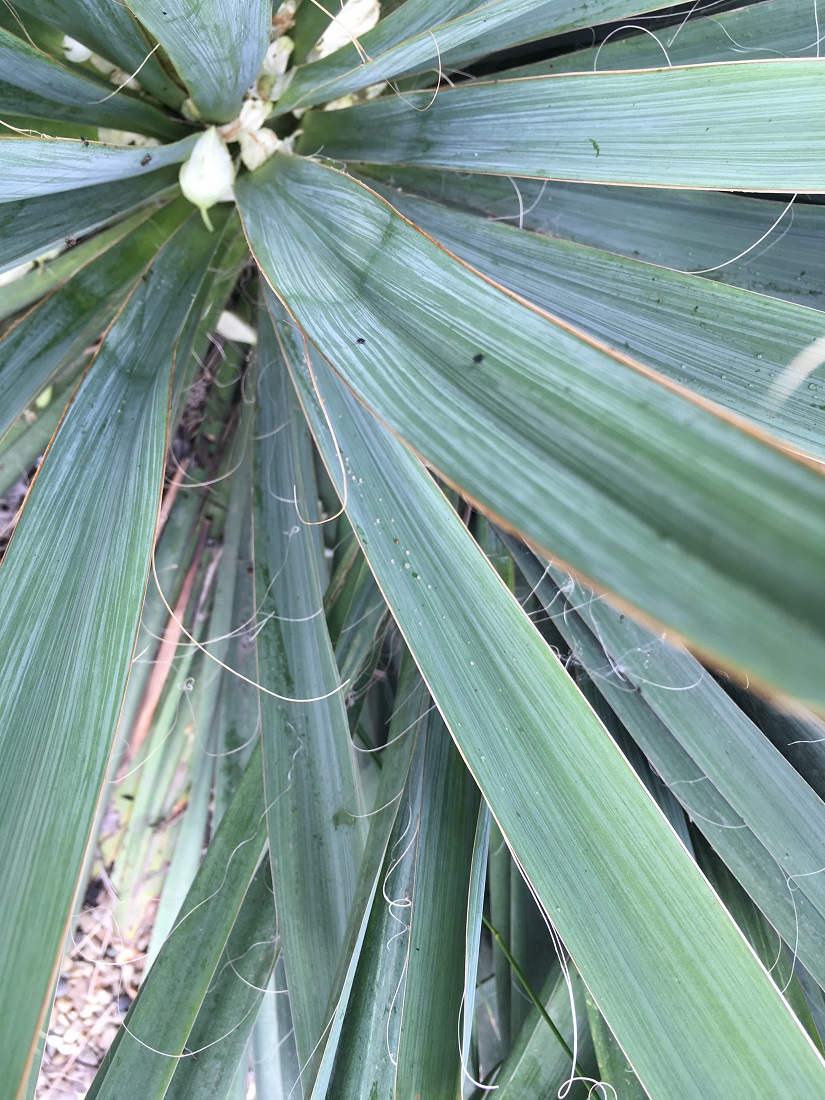 Image of Yucca filamentosa specimen.