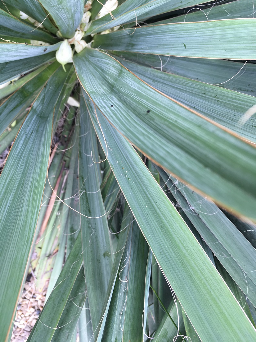 Изображение особи Yucca filamentosa.