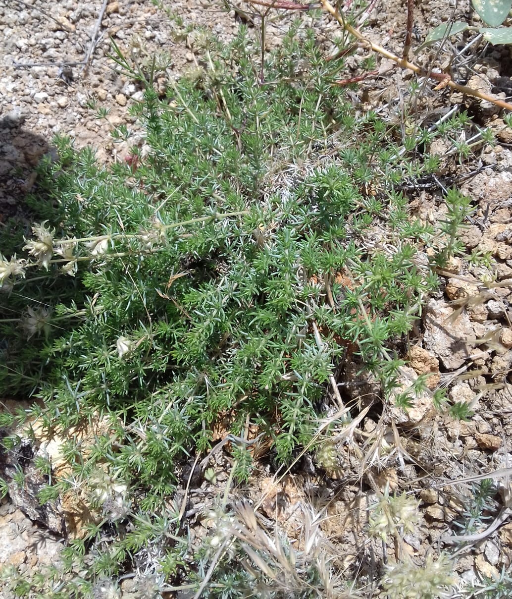 Изображение особи Asperula glomerata.