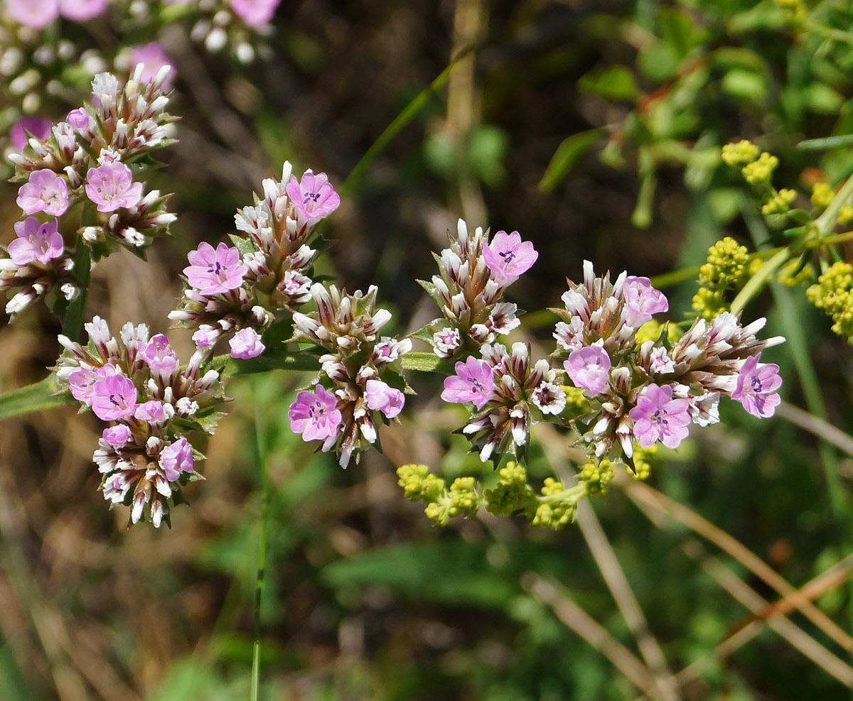 Image of Goniolimon dschungaricum specimen.