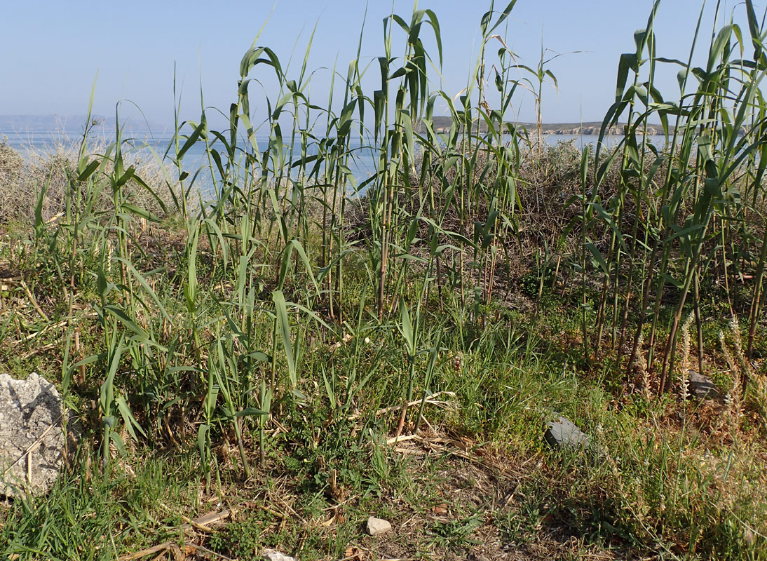 Изображение особи Arundo donax.