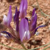 Astragalus petraeus. Соцветие. Кыргызстан, Иссык-Кульская обл., каньон Сказка, 1750 м н.у.м., скалы из красного песчаника. 18.05.2018.