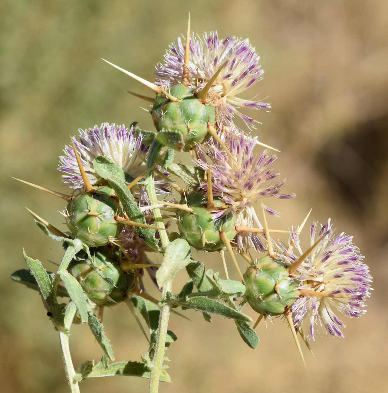 Image of Centaurea iberica specimen.