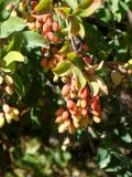 Berberis orientalis