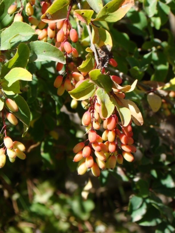 Изображение особи Berberis orientalis.