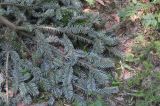 Abies nordmanniana