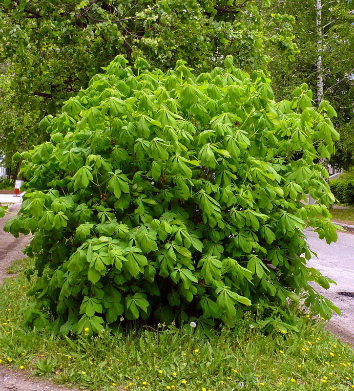 Image of Aesculus hippocastanum specimen.