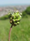 Poterium sanguisorba