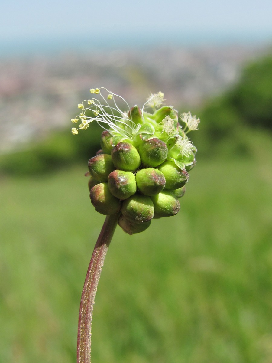 Изображение особи Poterium sanguisorba.