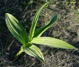 Veratrum lobelianum