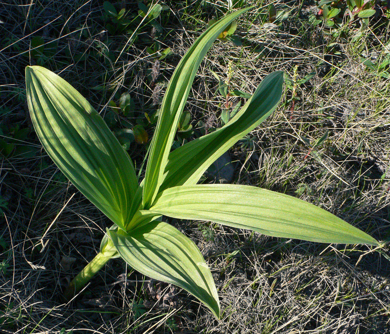 Изображение особи Veratrum lobelianum.