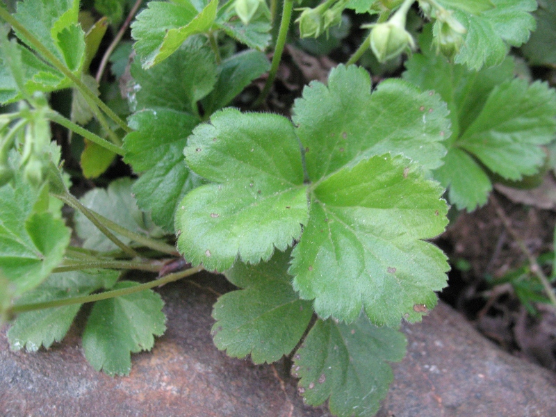 Изображение особи Waldsteinia ternata.