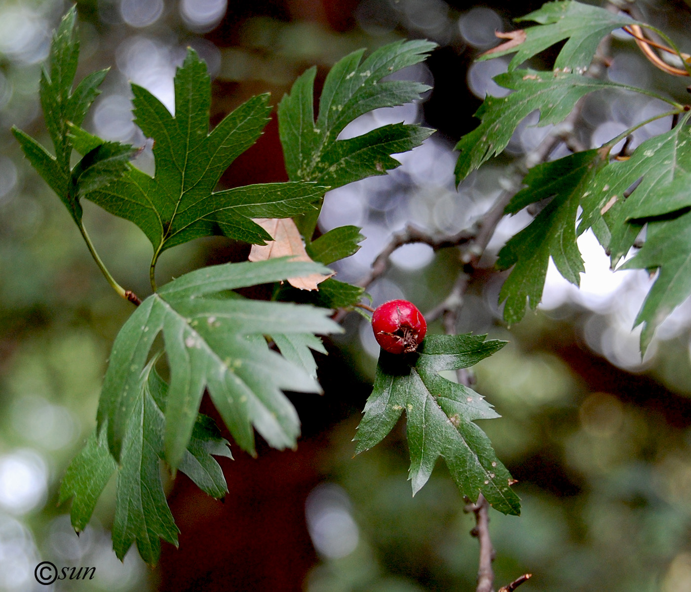 Image of Crataegus stevenii specimen.