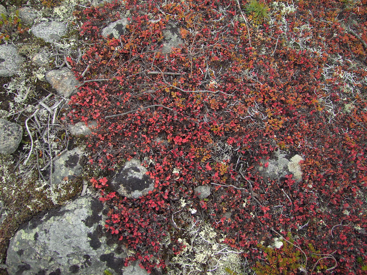 Image of Vaccinium vulcanorum specimen.