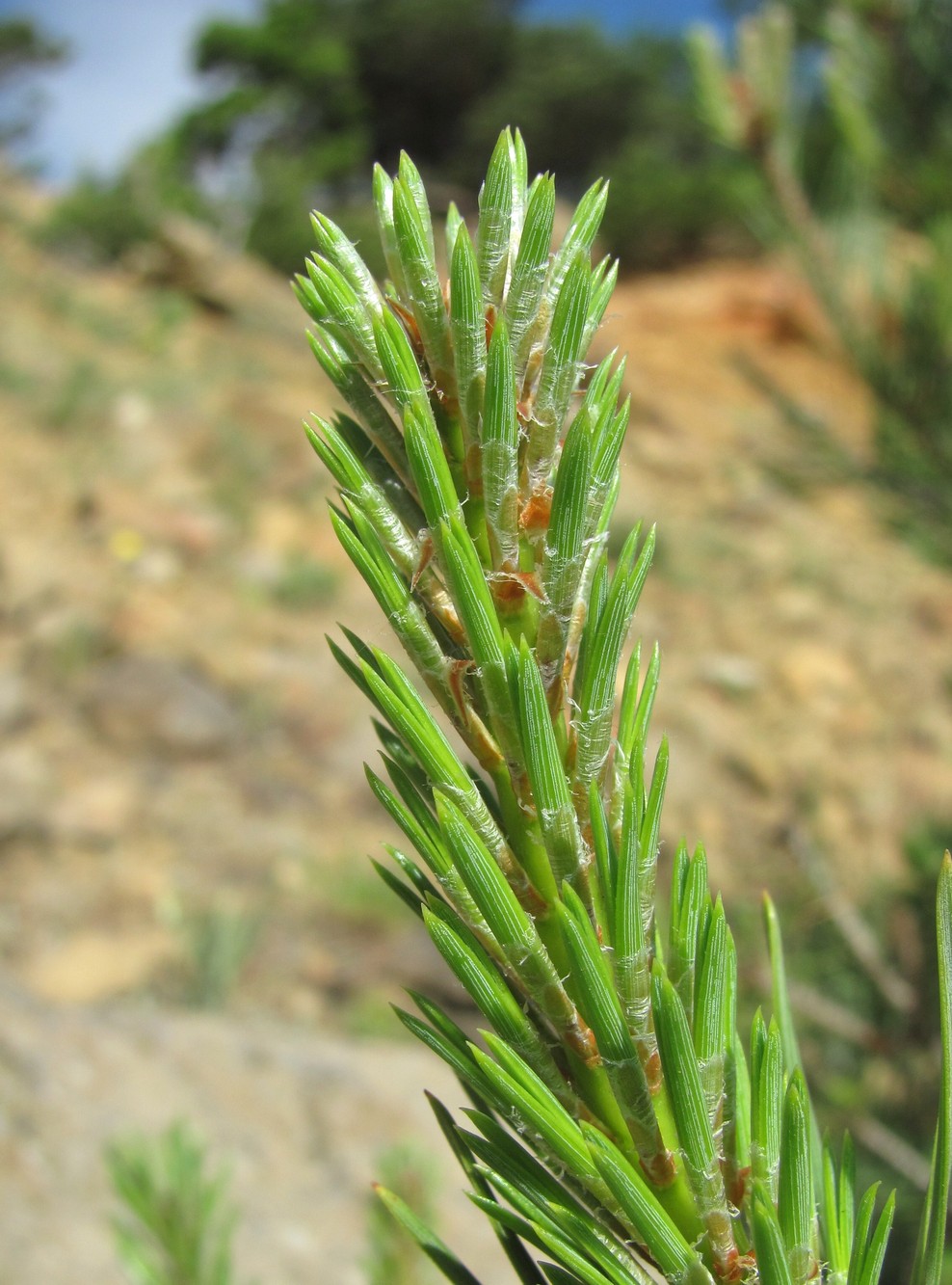 Image of Pinus sylvestris ssp. hamata specimen.
