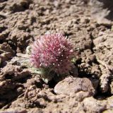 Saussurea glacialis. Доцветающее растение на переотложенной соленосной красно-малиновой глине. Кыргызстан, Ошская обл., Алайский р-н, окр. аула Бор-Добо, Памирский тракт, в 400 м от государственной границы с Таджикистаном; Восточный Памир, Заалайский хребет, северный макросклон вблизи водораздельного гребня, перевал Кызыл-Арт, левый борт ущелья около его днища; пустошные криофитно- и колючеразнотравные альпийские группировки на вспученных автоморфных солончаках по эрозионным выходам пестроцветных толщ, выс. 4250 м н.у.м. 14 августа 2018 г.