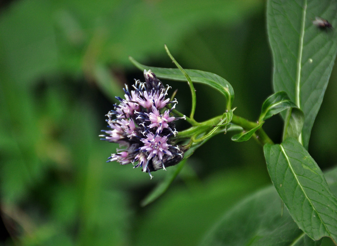 Изображение особи Saussurea parviflora.