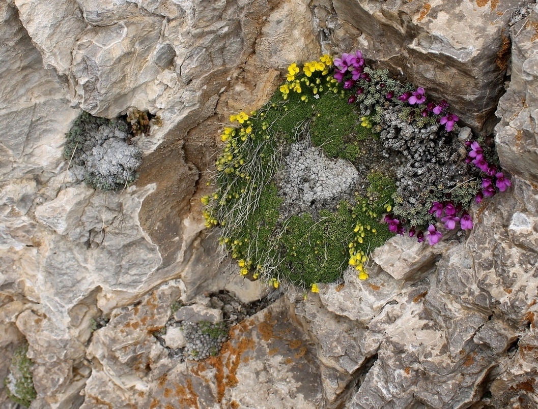 Image of Draba bryoides specimen.