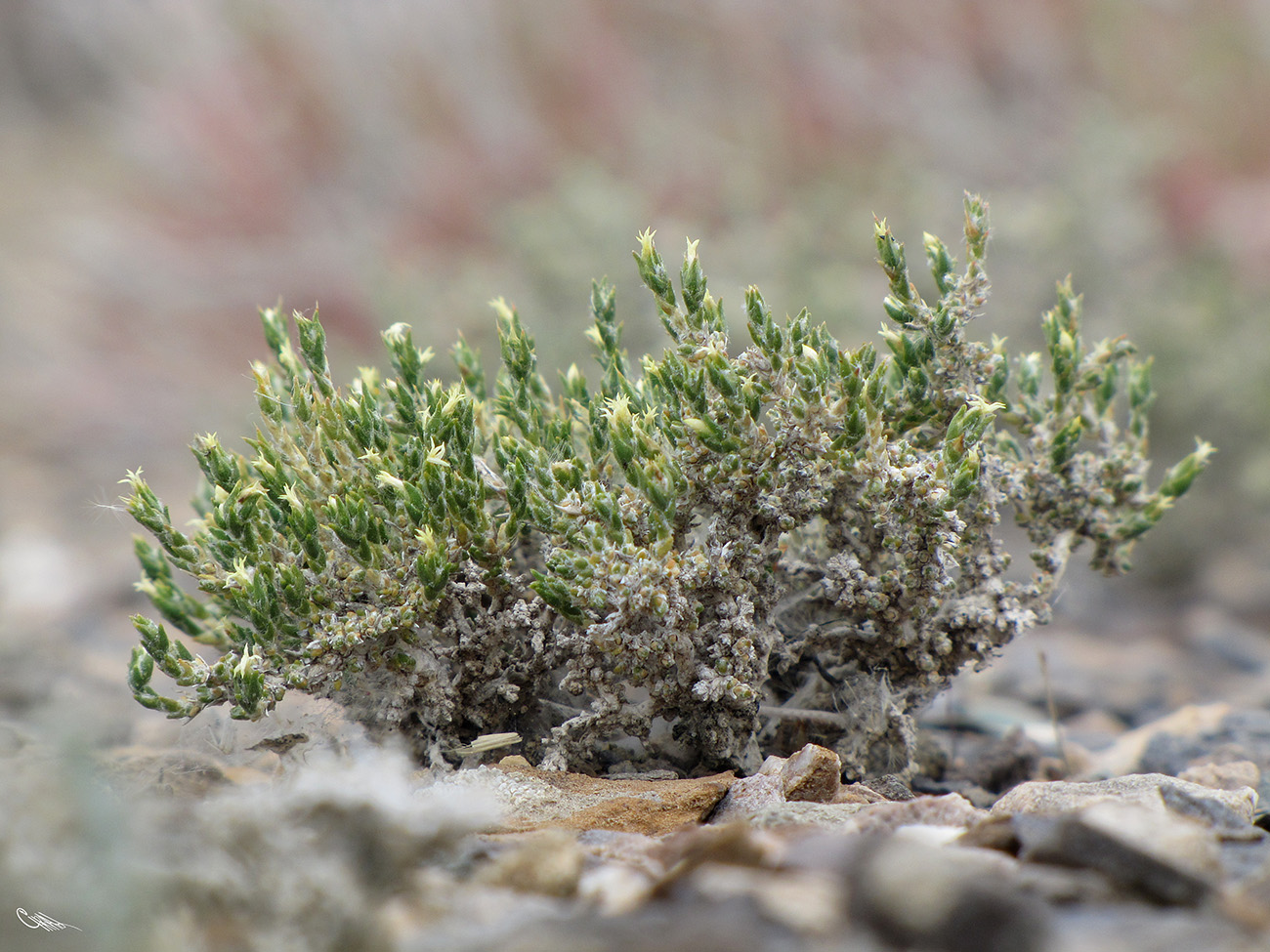 Изображение особи Nanophyton erinaceum ssp. karataviense.