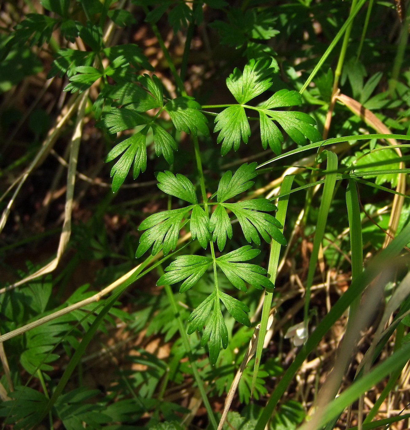 Image of Tilingia ajanensis specimen.