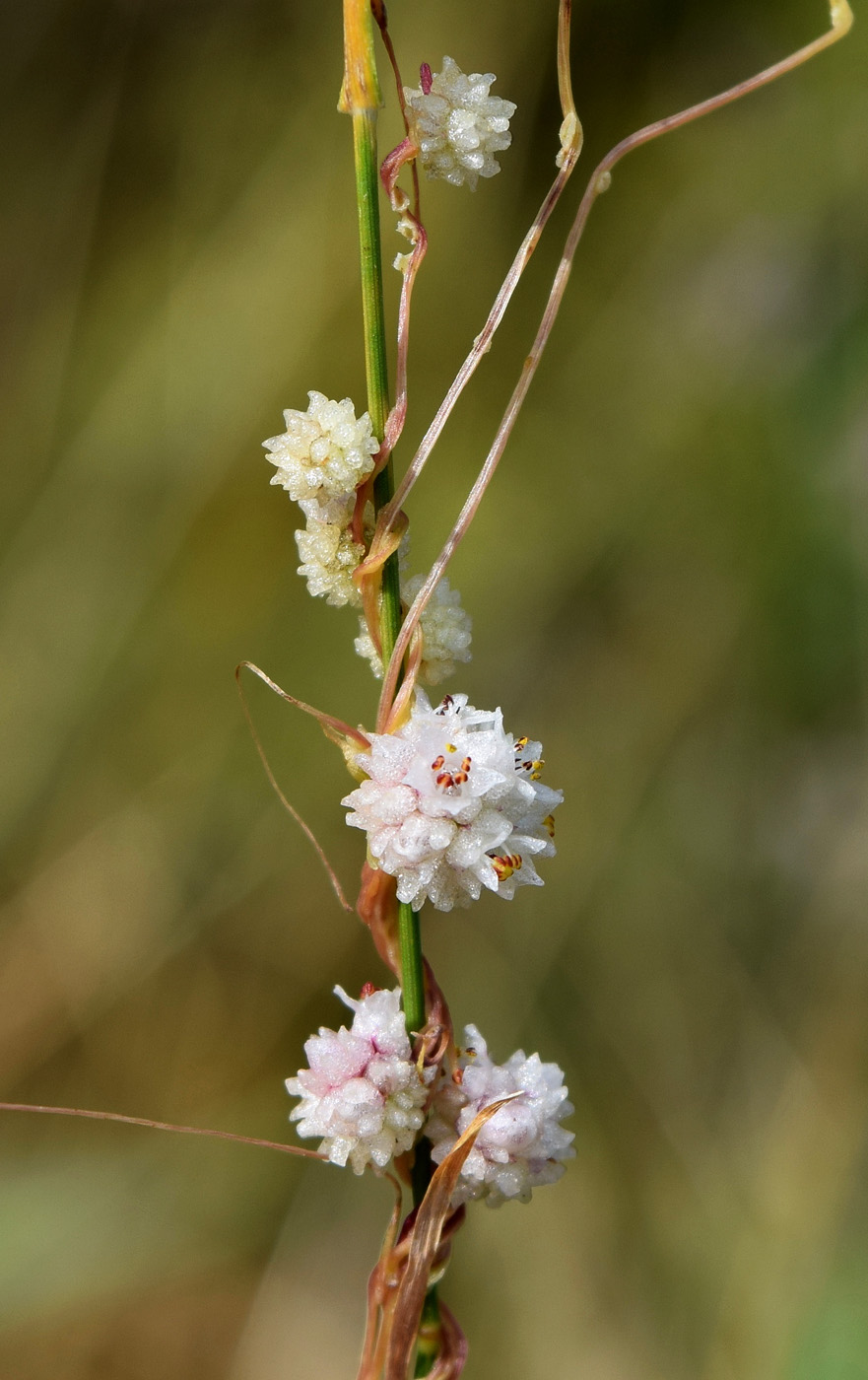 Изображение особи Cuscuta approximata.