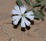Silene villosa