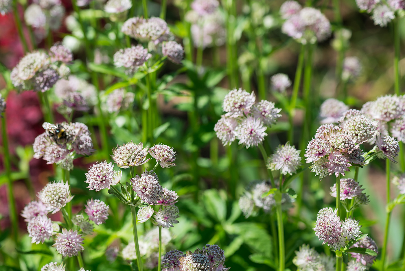 Изображение особи Astrantia major.